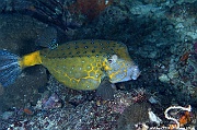 Ostracion cubicum-Maldives Fish Head-11m-20240423-da-DSC_6187_tn